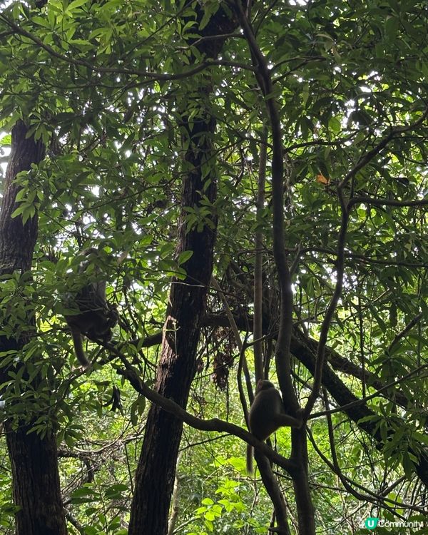 城門水塘水畔千層