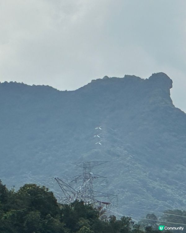 城門水塘水畔千層