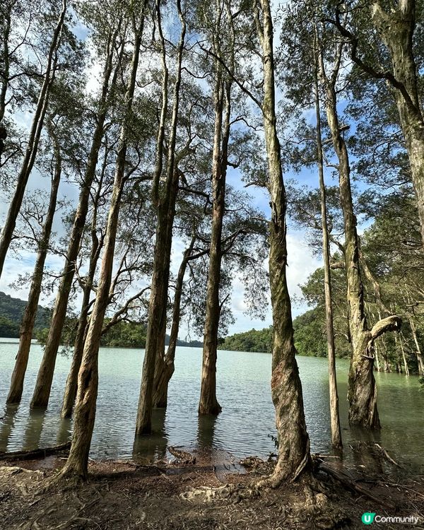 城門水塘水畔千層