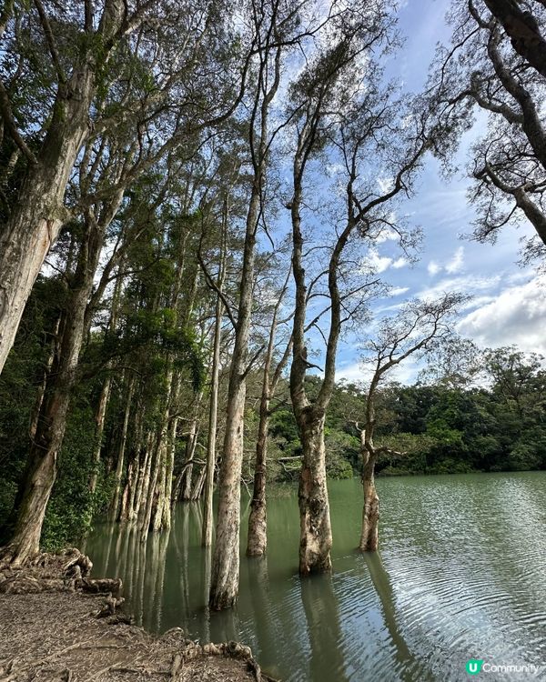 城門水塘水畔千層