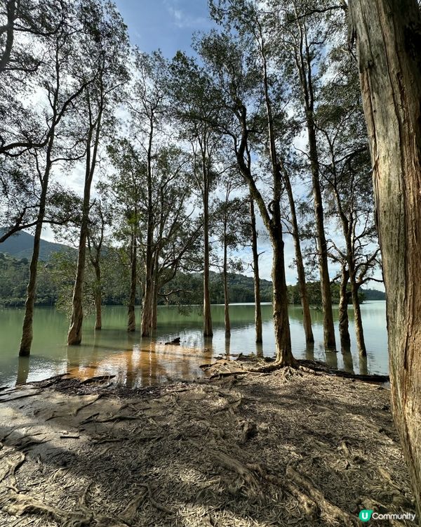 城門水塘水畔千層