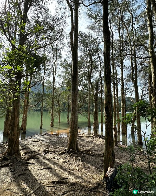 城門水塘水畔千層