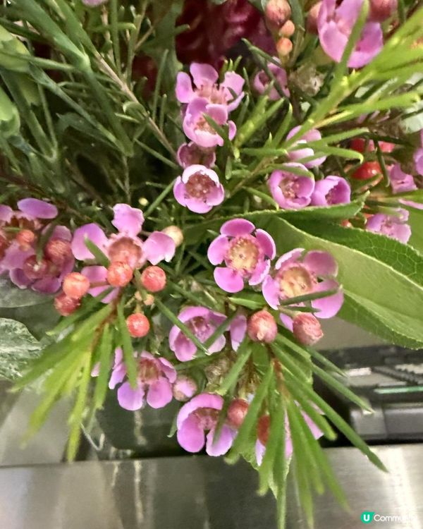 🌸🌸Summer Blossom🌸🌸