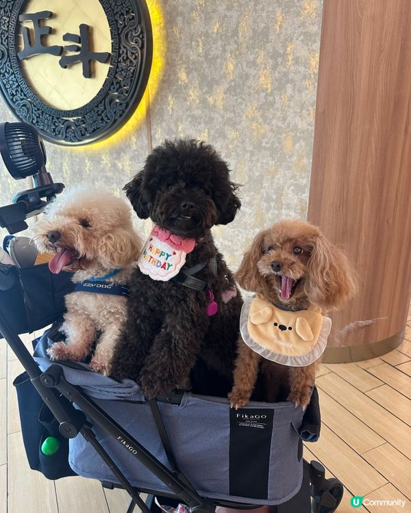 久違的毛孩閨蜜聚會，幸福滿滿！