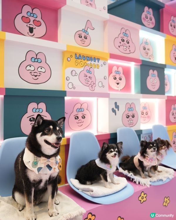 The ONE X 褲褲兔 laundry party🫧