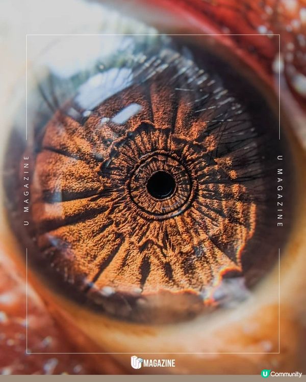 每個人眼裡都藏著神秘的宇宙？印度攝影師 Vasudha 的微距攝影