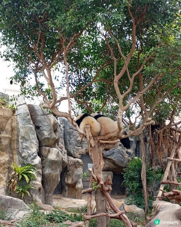 好想🐼咁chill,但唔想有熊貓眼😎