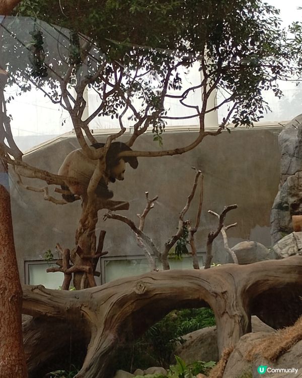 好想🐼咁chill,但唔想有熊貓眼😎