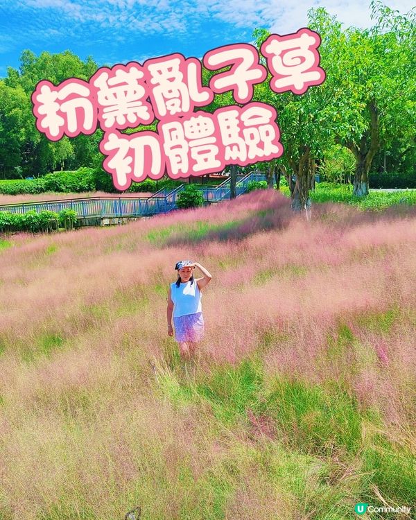 🌺我愛花花之🌺中山金鐘湖粉黛亂子草！😍🌺😍🌺😍