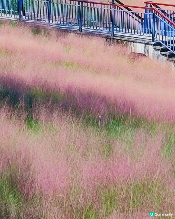🌺我愛花花之🌺中山金鐘湖粉黛亂子草！😍🌺😍🌺😍