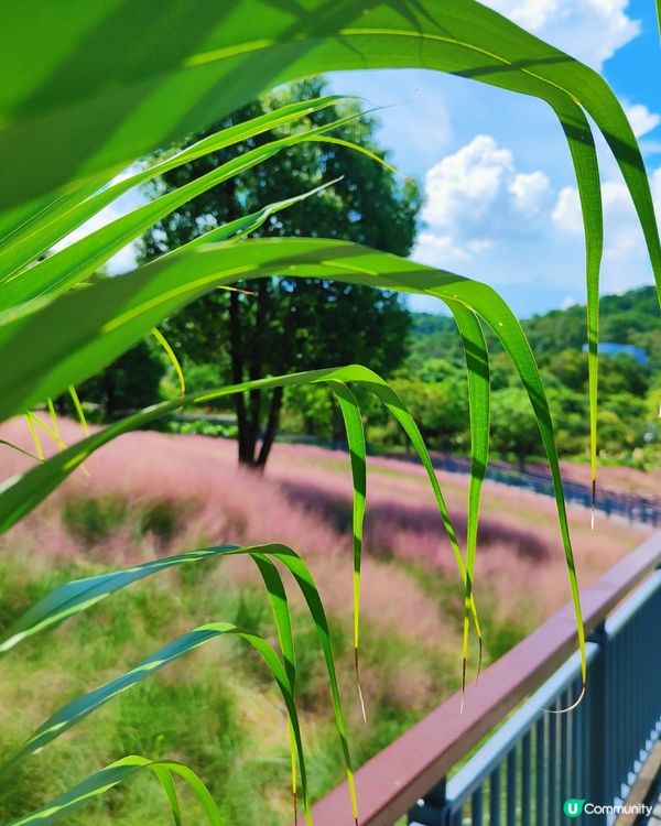 🌺我愛花花之🌺中山金鐘湖粉黛亂子草！😍🌺😍🌺😍