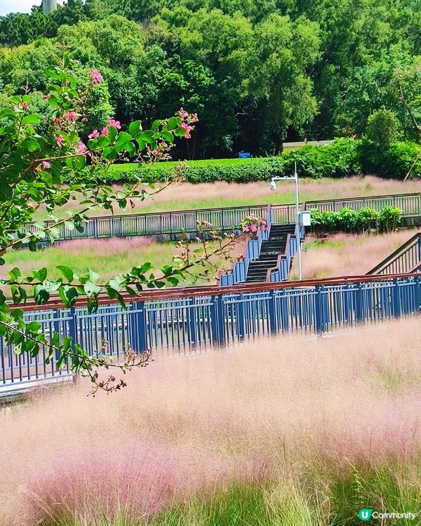 🌺我愛花花之🌺中山金鐘湖粉黛亂子草！😍🌺😍🌺😍