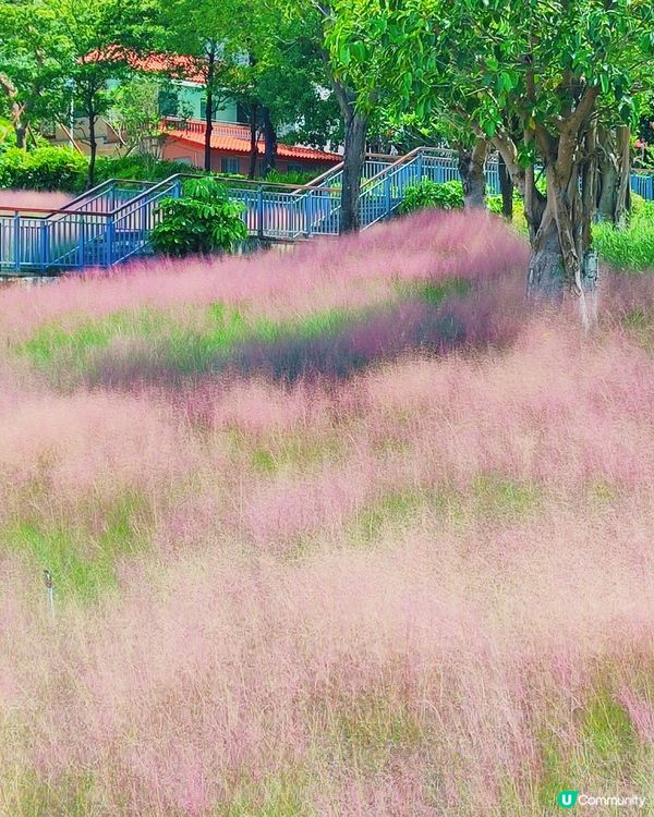🌺我愛花花之🌺中山金鐘湖粉黛亂子草！😍🌺😍🌺😍
