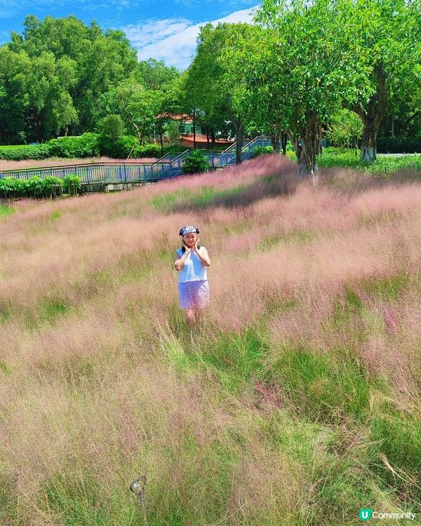 🌺我愛花花之🌺中山金鐘湖粉黛亂子草！😍🌺😍🌺😍