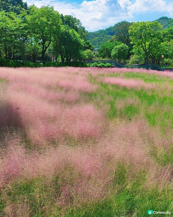 🌺我愛花花之🌺中山金鐘湖粉黛亂子草！😍🌺😍🌺😍