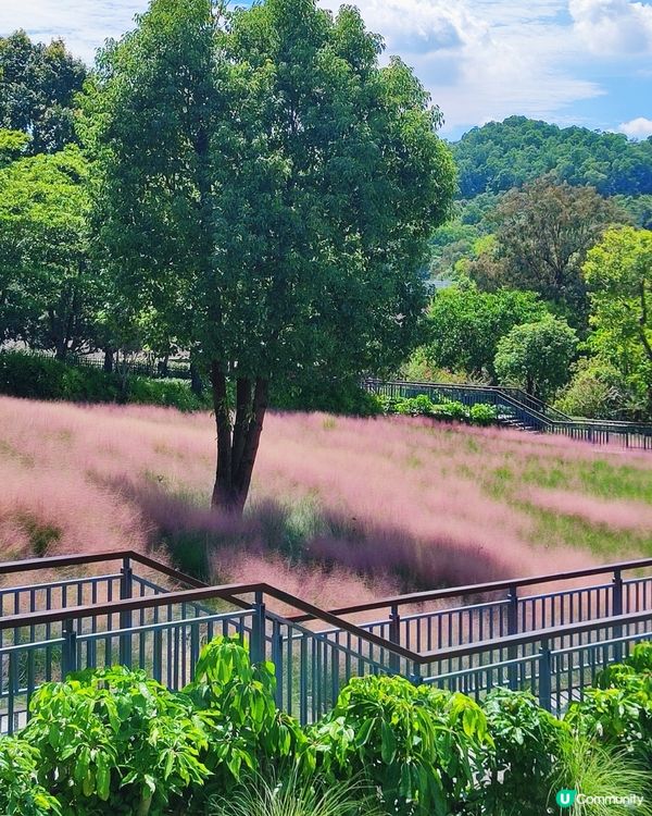 🌺我愛花花之🌺中山金鐘湖粉黛亂子草！😍🌺😍🌺😍