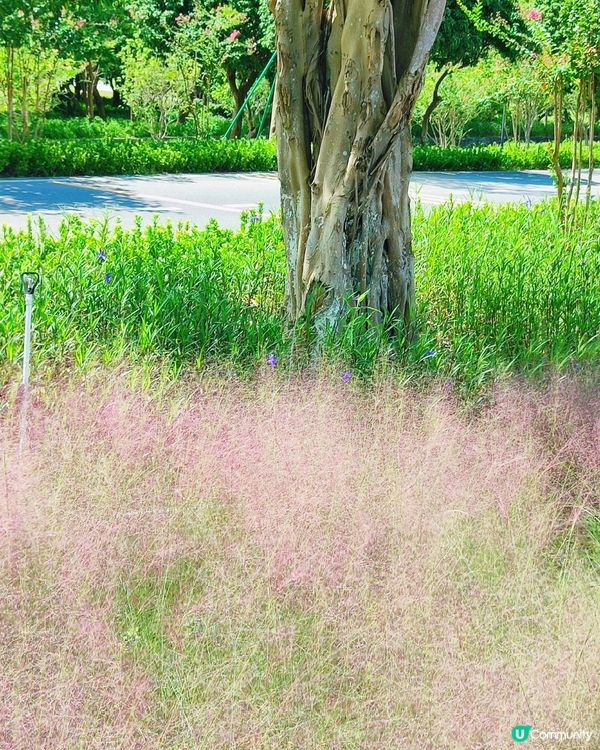 🌺我愛花花之🌺中山金鐘湖粉黛亂子草！😍🌺😍🌺😍