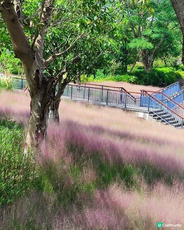 🌺我愛花花之🌺中山金鐘湖粉黛亂子草！😍🌺😍🌺😍