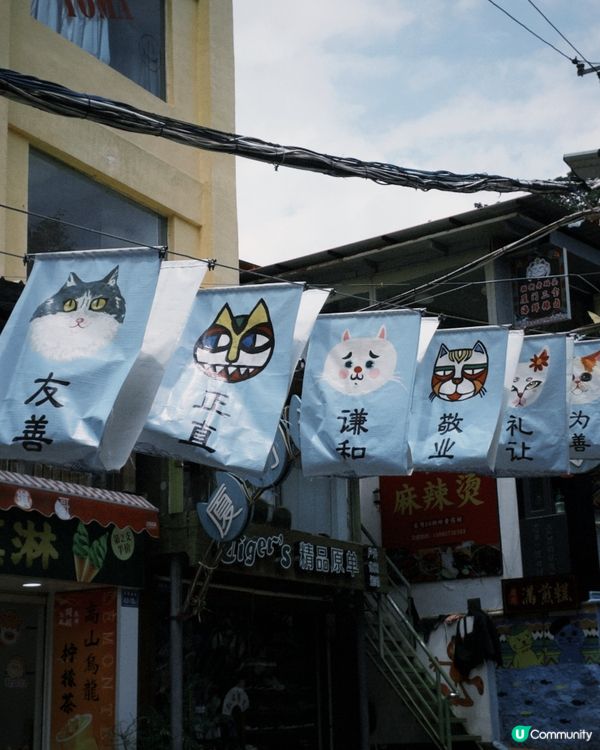 福建｜打卡貓街🐱