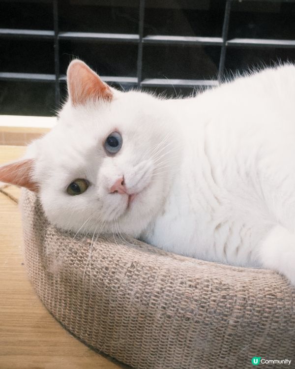 福建｜打卡貓街🐱