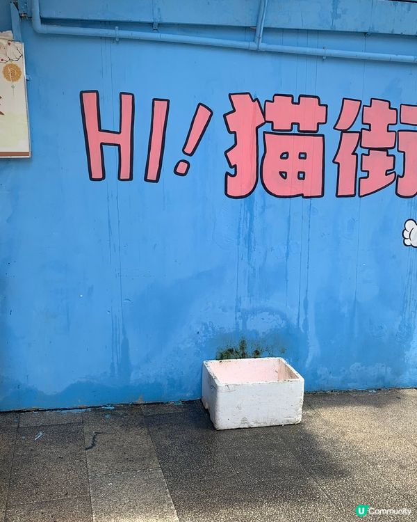 福建｜打卡貓街🐱