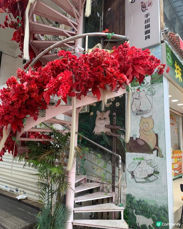 福建｜打卡貓街🐱