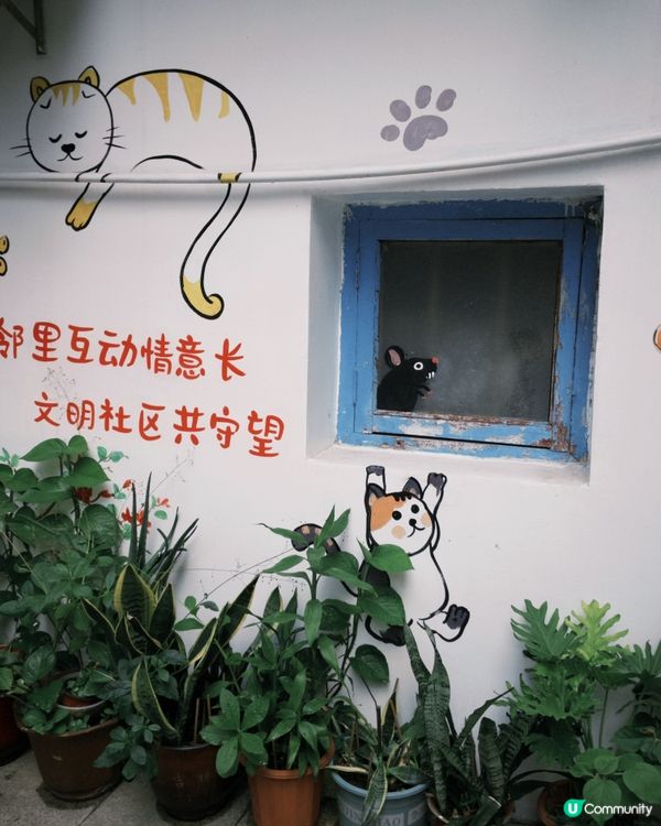 福建｜打卡貓街🐱