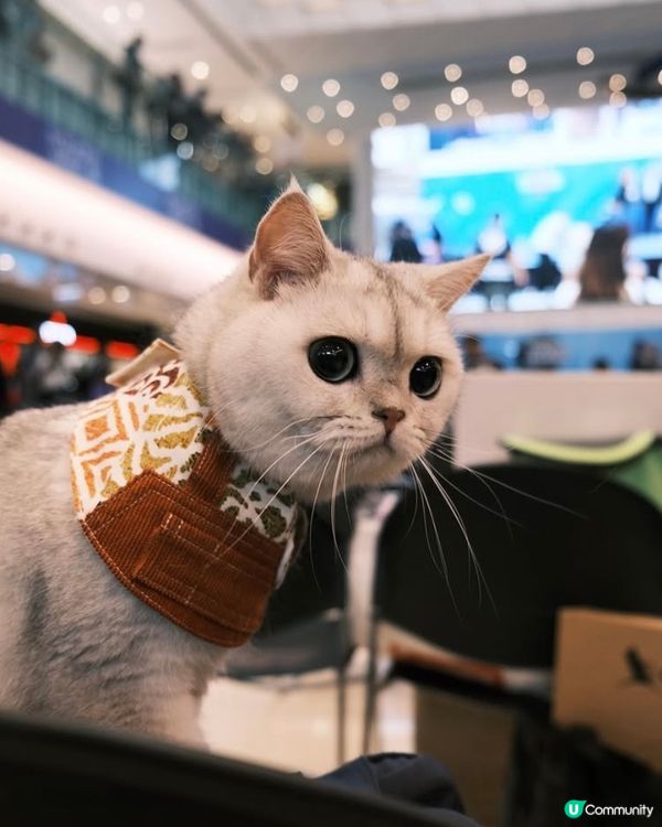 第五屆全港寵物萌主選拔賽總冠軍