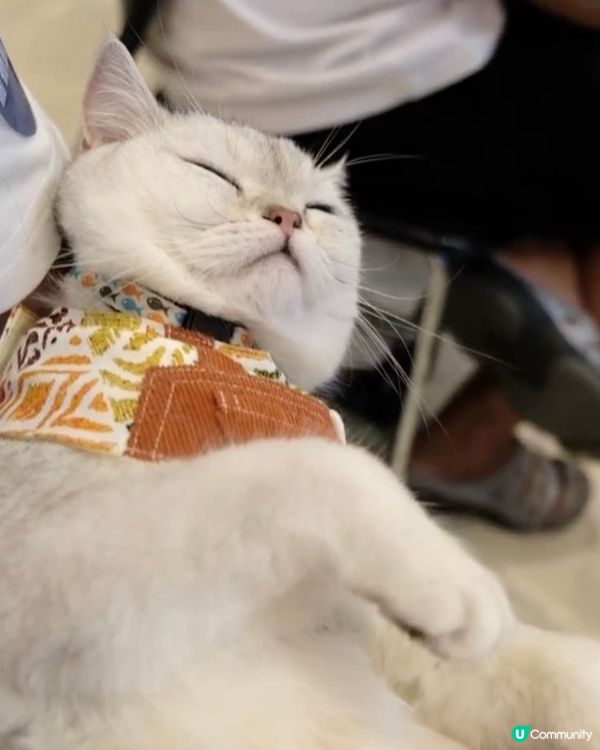 第五屆全港寵物萌主選拔賽總冠軍