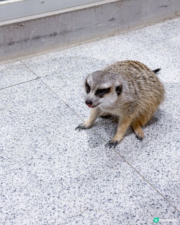 // 🦔親親小動物🐇 //