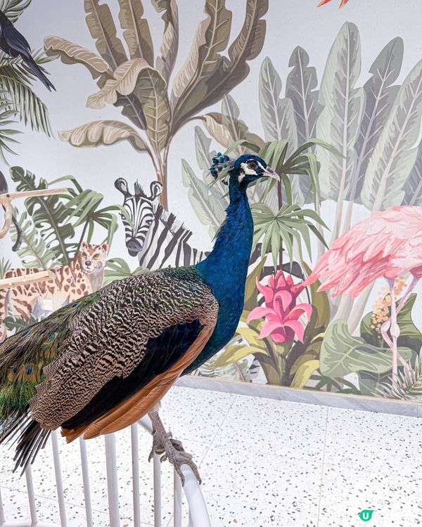 // 🦔親親小動物🐇 //