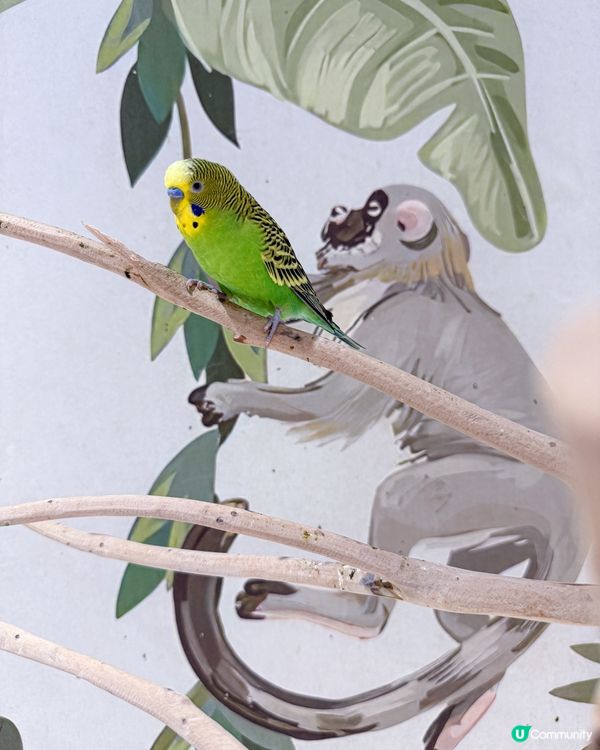 // 🦔親親小動物🐇 //