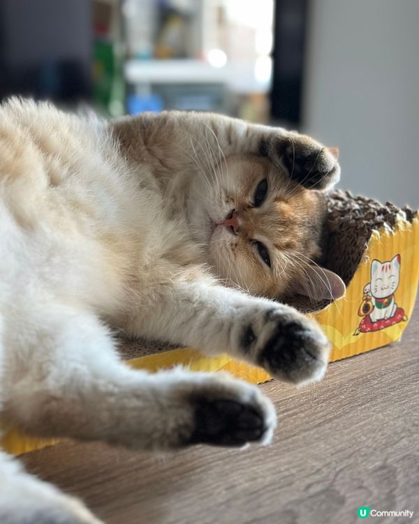 我的搞笑貓咪🐱