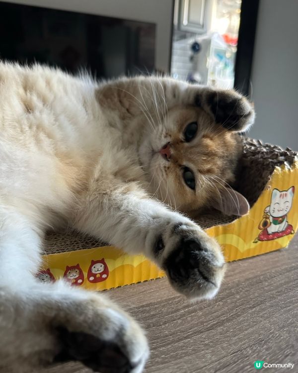 我的搞笑貓咪🐱