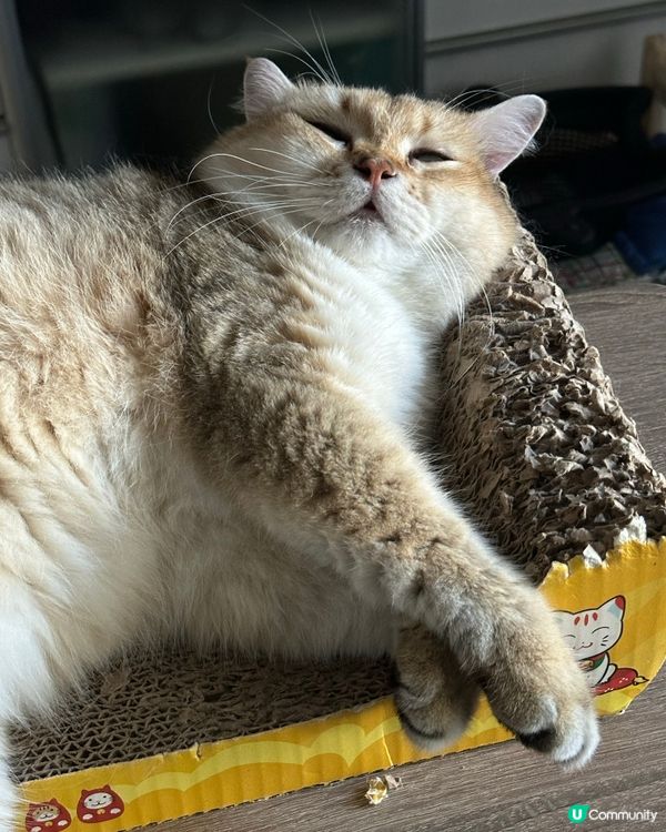 我的搞笑貓咪🐱