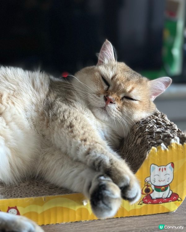 我的搞笑貓咪🐱