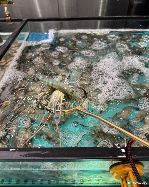 自助撈海鮮🦀不停補貨🦐無限量任撈🐚🪸