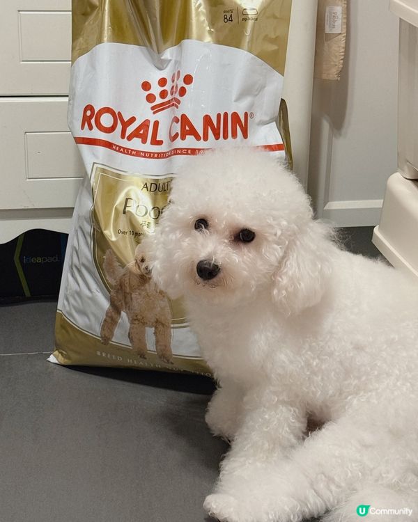 毛孩健康成長の喜悅🥰！貴婦狗糧真係掂！🐶✨