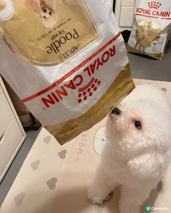 毛孩健康成長の喜悅🥰！貴婦狗糧真係掂！🐶✨