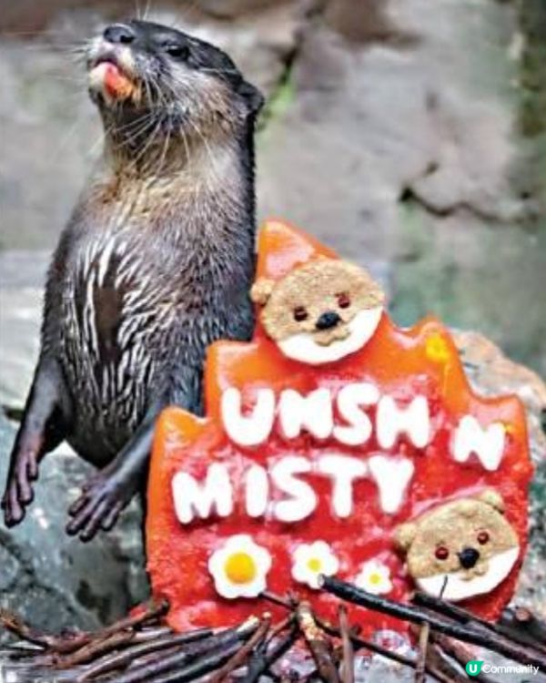 海洋公園的小爪水獺: 可愛壽星派對大公開!