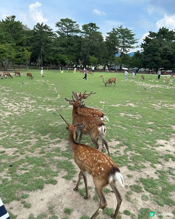 去奈良公園睇吓鹿