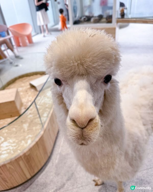 // 🦔親親小動物🐇 //