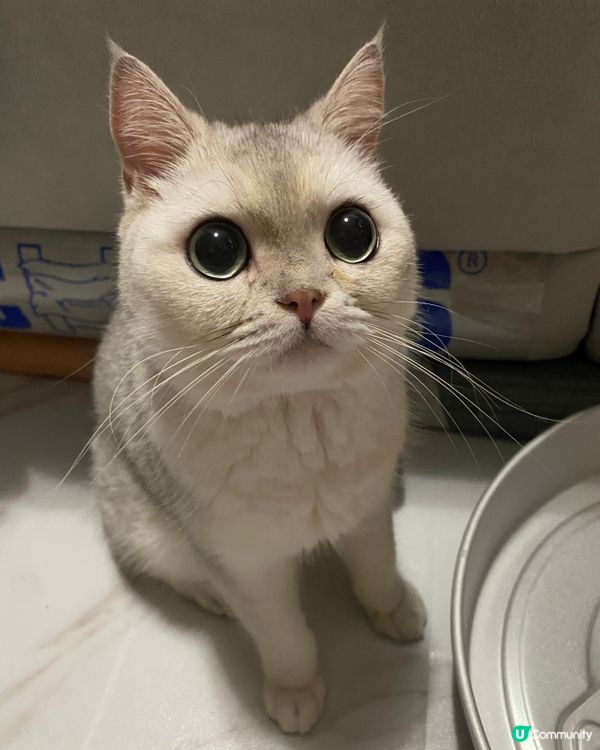 Hello