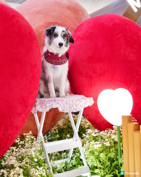 超可愛線條狗佈置