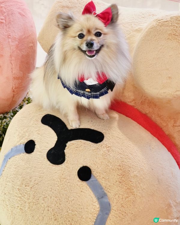 超可愛線條狗佈置