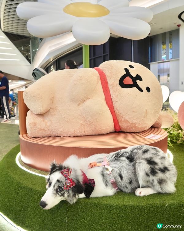 超可愛線條狗佈置