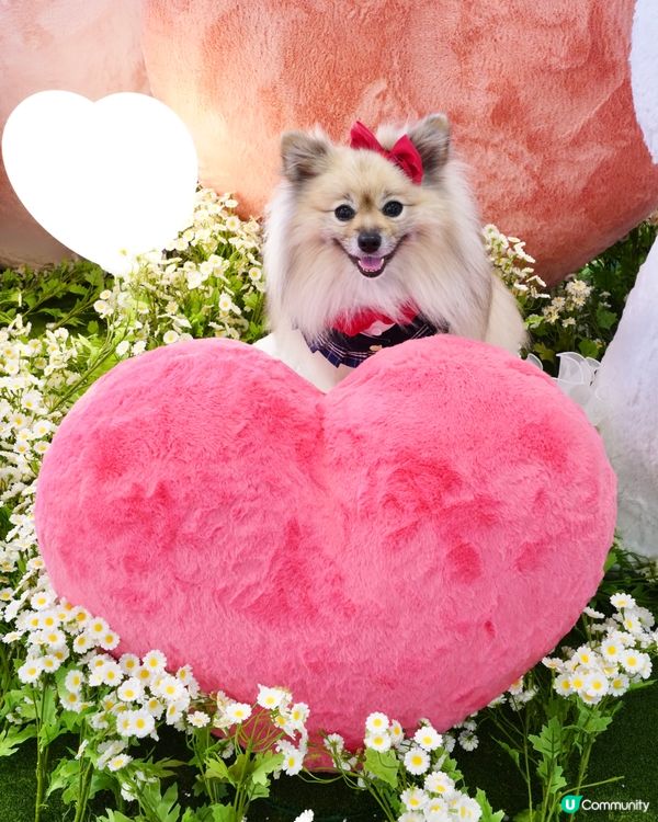 超可愛線條狗佈置