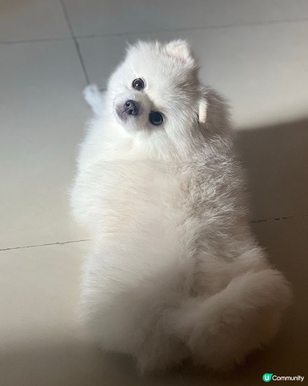 狗狗日常之紀錄📷