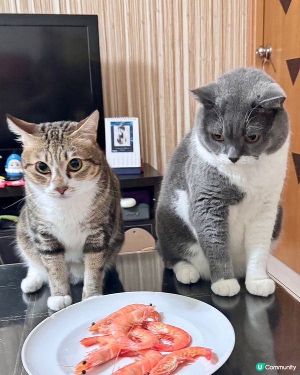 蝦🦐 永遠係兩主子至愛😋