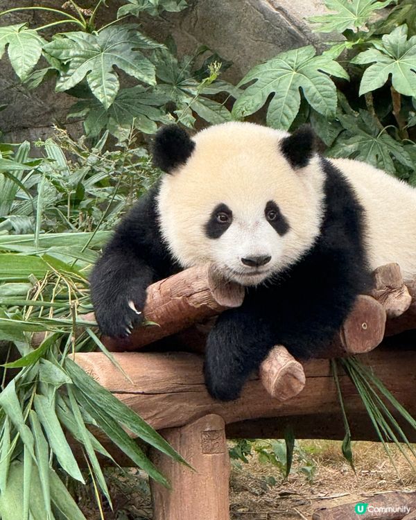 海洋公園+大熊貓「孖」住生日慶典